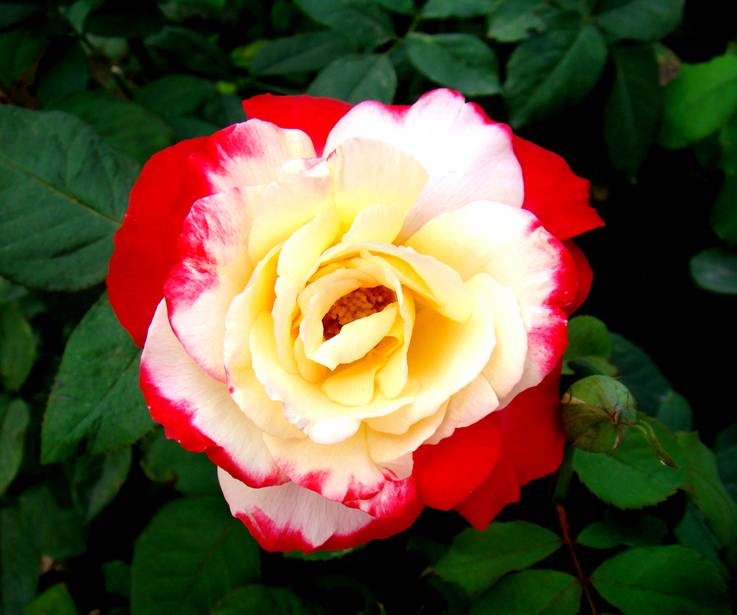 DSC05746.jpg