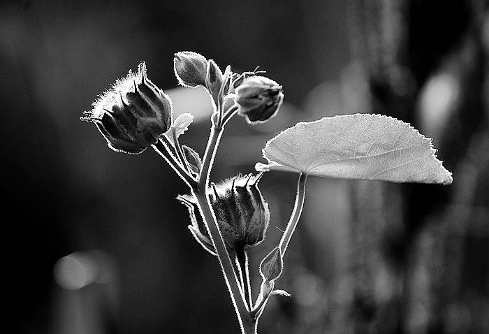 DSC_0438.jpg