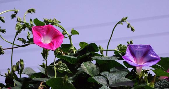DSCF1456   01.jpg