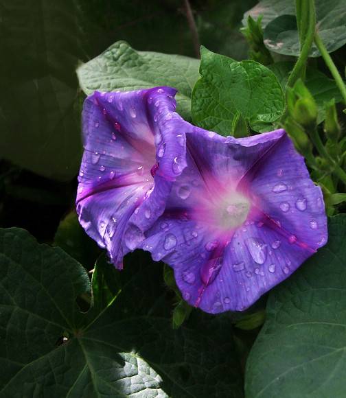 DSCF1457  01.jpg