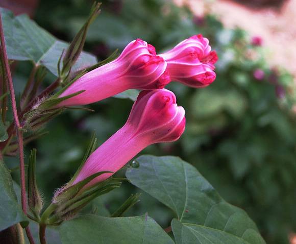 DSCF1490  0.jpg