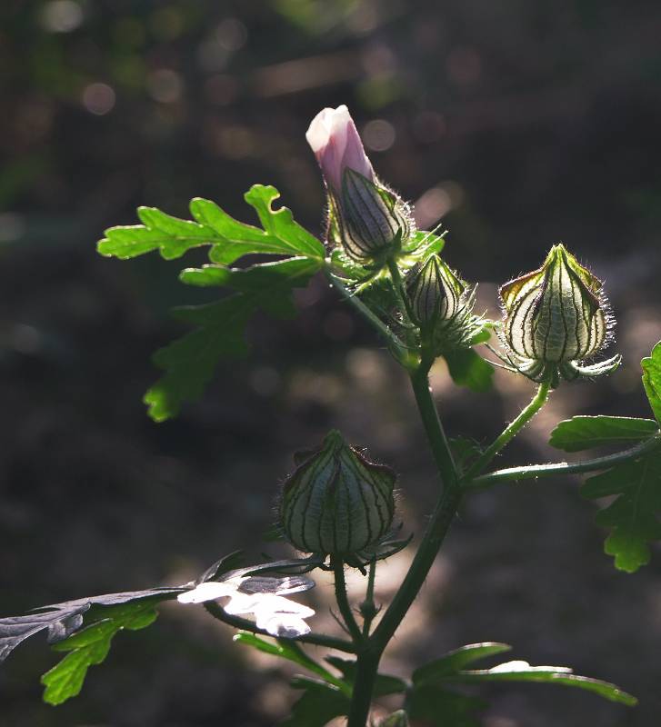 DSCF1552  0.jpg