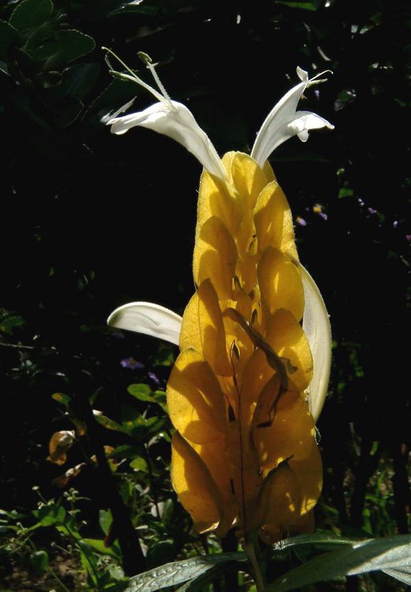 DSC06554_С.JPG