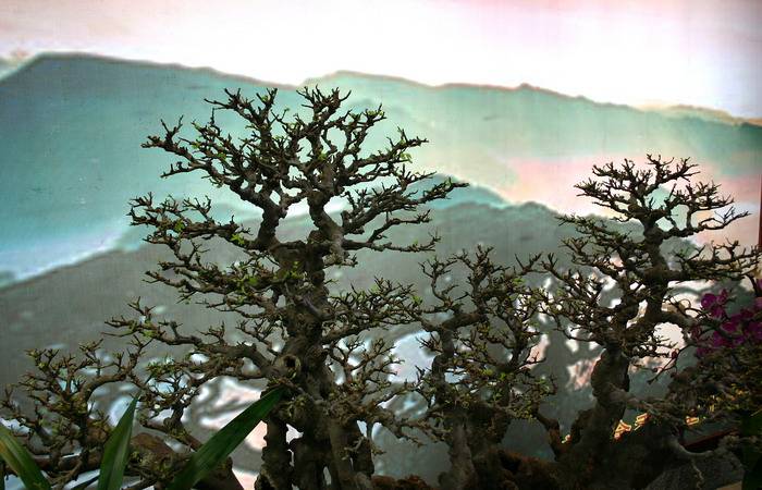 IMG_3287_С.JPG