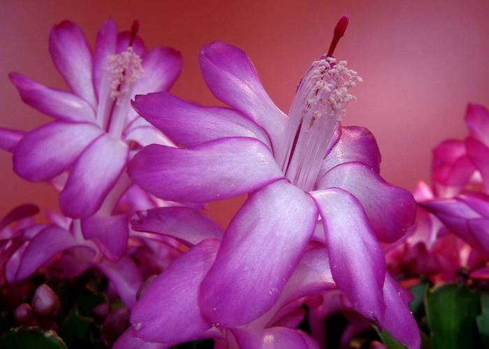 DSC06659_С.JPG