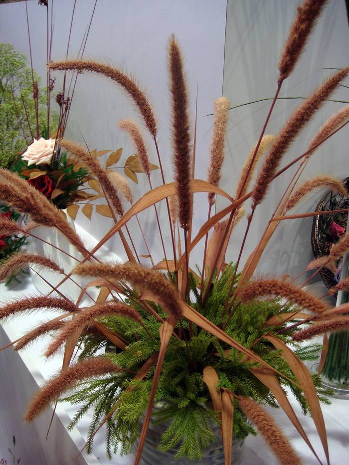 DSC06784_С.JPG