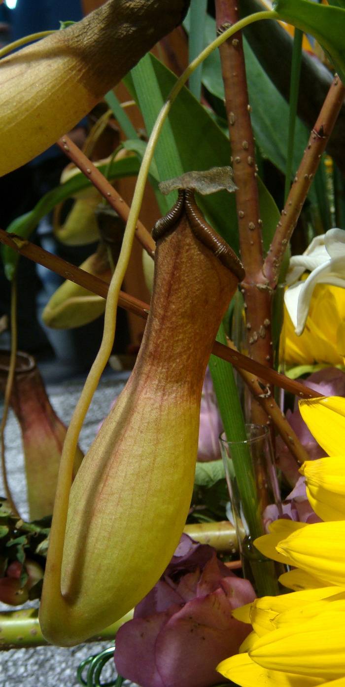 DSC06794_С.JPG