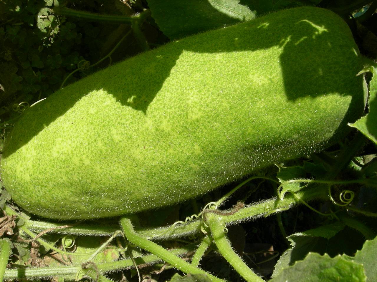 DSCN5796.JPG