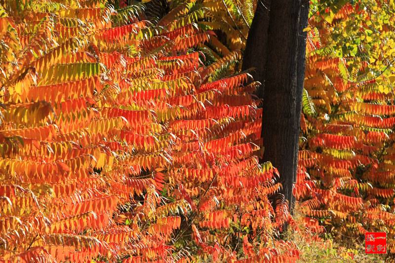 IMG_8274.JPG