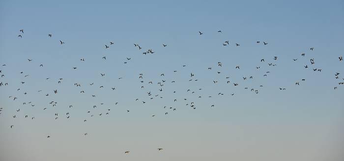 DSC_522400.jpg