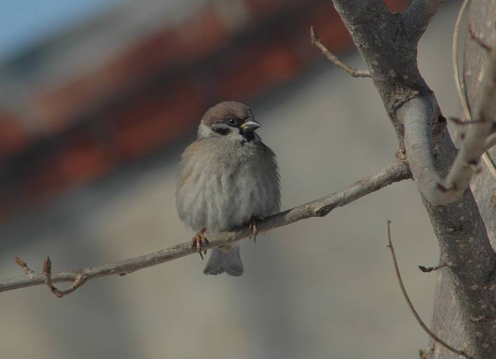 DSC_8624.JPG