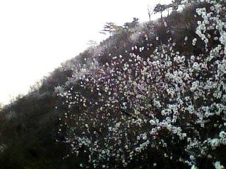 IMG0282A.jpg
