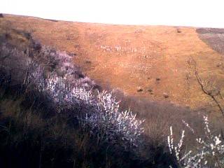 IMG0274A.jpg