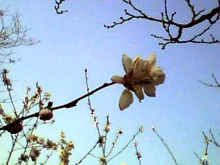 IMG0273A.jpg