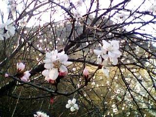 IMG0267A.jpg
