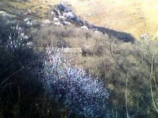 IMG0256A.jpg