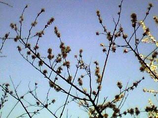 IMG0263A.jpg