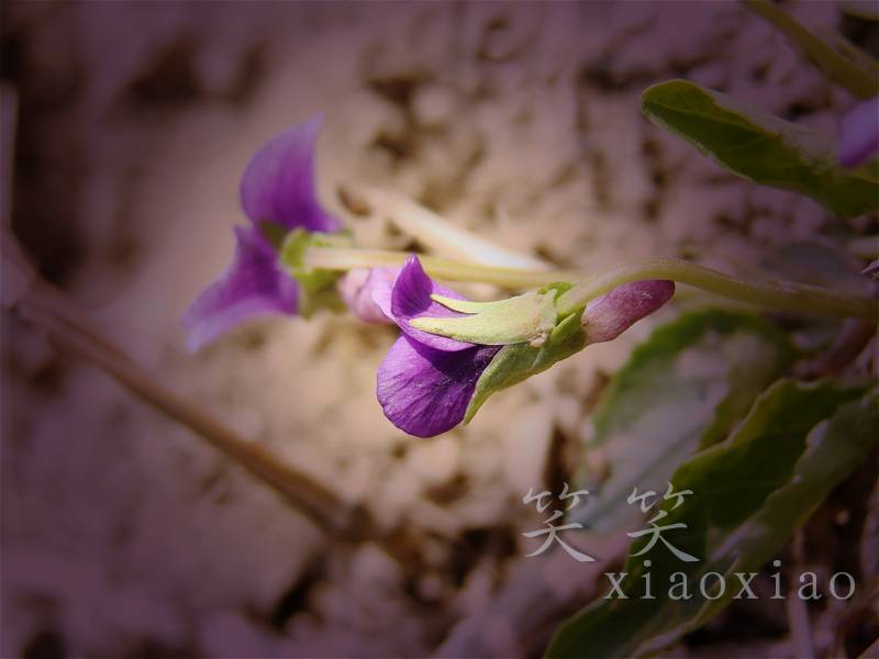 DSC08377.jpg