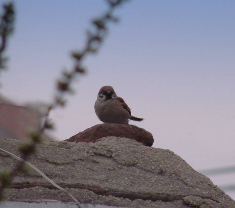 DSC08876.jpg