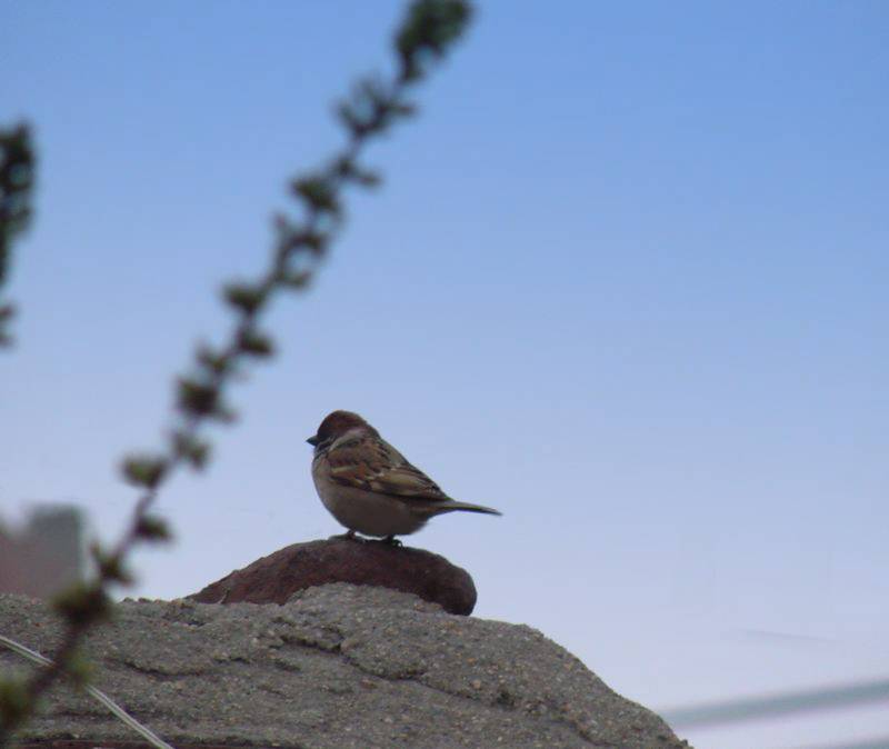 DSC08875.jpg