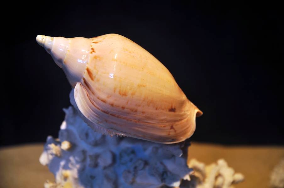 DSC_0823.jpg