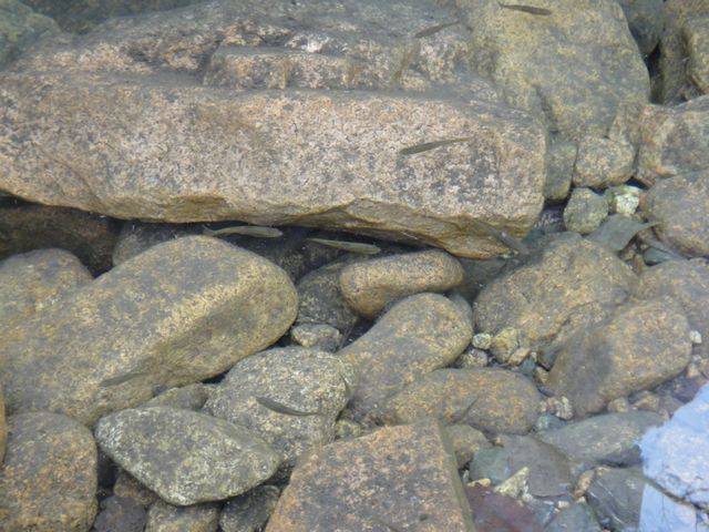 DSC00086.JPG